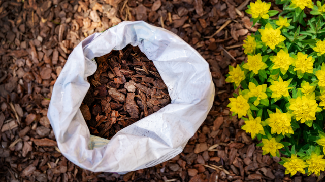 Bag of mulch on the ground next to yellow flowers