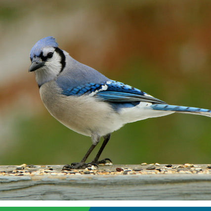 Wild Bird Feed & SuppliesBlue jay feeding