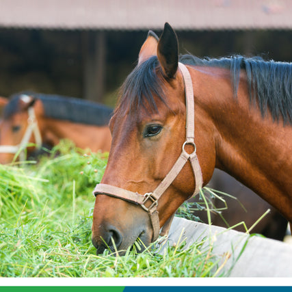 Horse Feed & SuppliesHorse feeding