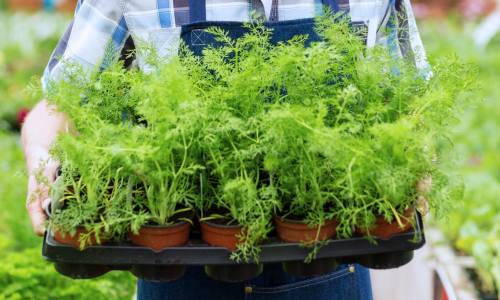 Man carrying plants