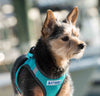 Bay Dog Liberty Bay Dog Harness (Sea Foam)