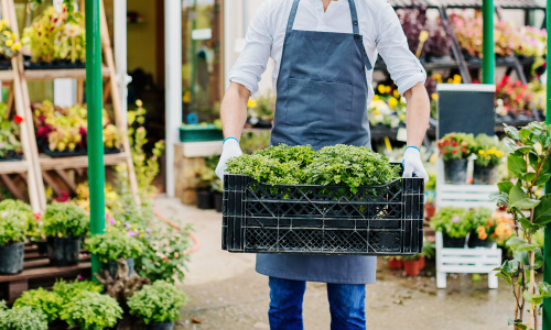 Employee carrying plants