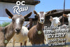 OC Raw Dog Frozen Green Goat Milk (32 oz)