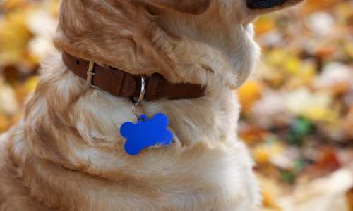 Pet tag