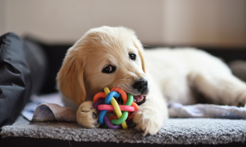 Dog playing