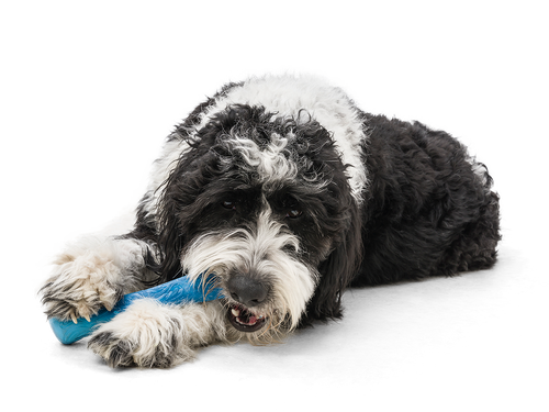 West Paw Drifty® Dog Toy