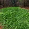 Tecomate Ultra Forage Deer & Turkey Food Plot Seed