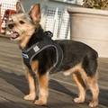 Bay Dog Liberty Bay Dog Harness