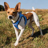 Bay Dog Liberty Bay Dog Harness