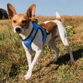 Bay Dog Liberty Bay Dog Harness