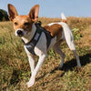 Bay Dog Liberty Bay Dog Harness