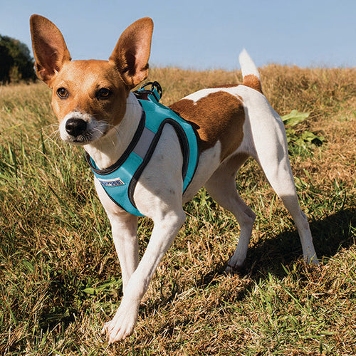 Bay Dog Liberty Bay Dog Harness (Sea Foam)