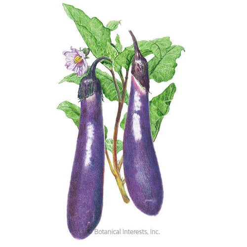 Botanical Interests Long Purple Eggplant Seeds