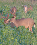Tecomate Lablab — Deer Food Plot Seed