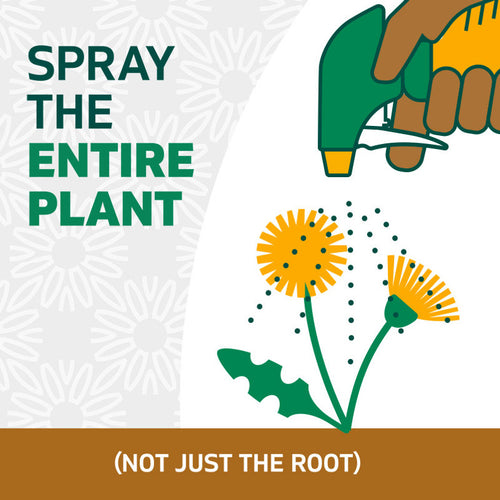 Spruce 24oz Spray Weed & Grass Killer