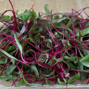 Seedway Detroit Dark Red Beet (Not Treated)