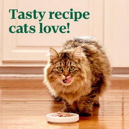 Nutro Perfect Portions Wet Cat Food Cuts in Gravy Chicken & Salmon Recipe