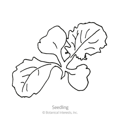 Botanical Interests Turnip White Lady