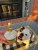 The Bear & The Rat Banana & Peanut Butter Dog Ice Cream Treat