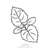 Botanical Interests Honesty Money Plant Seeds