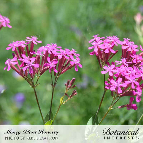 Botanical Interests Honesty Money Plant Seeds