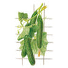 Botanical Interests Telegraph Improved Cucumber Seeds