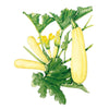 Botanical Interests Chiffon Summer Squash Seeds