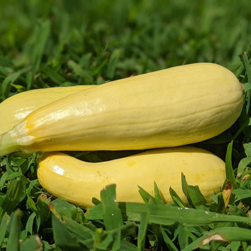 Botanical Interests Chiffon Summer Squash Seeds