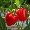 Botanical Interests California Wonder Sweet Pepper Seeds