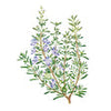 Botanical Interests Rosemary Seeds