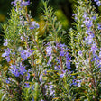 Botanical Interests Rosemary Seeds