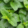 Botanical Interests Lemon Balm Seeds