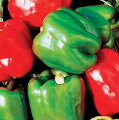 Seedway California Wonder Sweet Pepper (Treated)